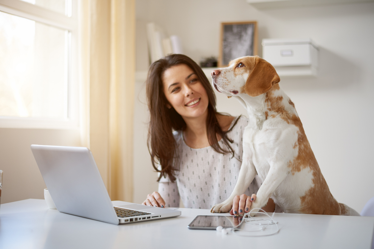 Telessaúde para Pets no Brasil